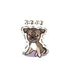 雑種犬あんず（個別スタンプ：39）