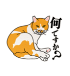 ありのままの猫でいい（個別スタンプ：3）