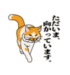 ありのままの猫でいい（個別スタンプ：4）