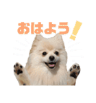 ポメラニアンごあいさつ（個別スタンプ：3）