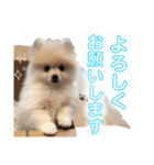 ポメラニアンごあいさつ（個別スタンプ：5）