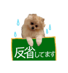 ポメラニアンごあいさつ（個別スタンプ：7）