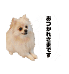 ポメラニアンごあいさつ（個別スタンプ：9）