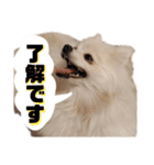 ポメラニアンごあいさつ（個別スタンプ：11）