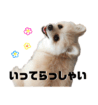 ポメラニアンごあいさつ（個別スタンプ：23）
