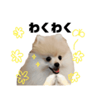 ポメラニアンごあいさつ（個別スタンプ：26）