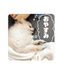 ポメラニアンごあいさつ（個別スタンプ：28）