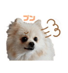 ポメラニアンごあいさつ（個別スタンプ：35）
