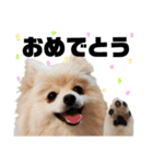ポメラニアンごあいさつ（個別スタンプ：36）