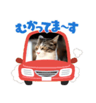 景虎(カゲトラ)君の成猫スタンプ3☆（個別スタンプ：3）