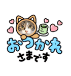 景虎(カゲトラ)君の成猫スタンプ3☆（個別スタンプ：5）