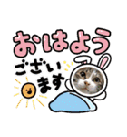 景虎(カゲトラ)君の成猫スタンプ3☆（個別スタンプ：7）