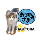 景虎(カゲトラ)君の成猫スタンプ3☆（個別スタンプ：9）