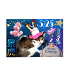 景虎(カゲトラ)君の成猫スタンプ3☆（個別スタンプ：22）