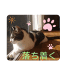 景虎(カゲトラ)君の成猫スタンプ3☆（個別スタンプ：28）