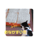 景虎(カゲトラ)君の成猫スタンプ3☆（個別スタンプ：33）