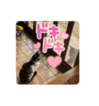 景虎(カゲトラ)君の成猫スタンプ3☆（個別スタンプ：39）