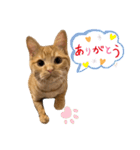 LEO (1)（個別スタンプ：3）