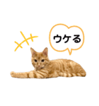 LEO (1)（個別スタンプ：4）