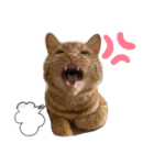 LEO (1)（個別スタンプ：10）