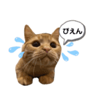 LEO (1)（個別スタンプ：12）