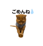 LEO (1)（個別スタンプ：13）