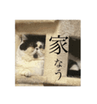 ぼたちんの愛しいスタンプ（個別スタンプ：1）
