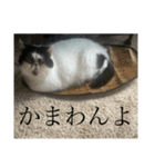 ぼたちんの愛しいスタンプ（個別スタンプ：12）