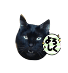 kuroチャン（個別スタンプ：4）