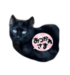 kuroチャン（個別スタンプ：7）