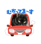 kuroチャン（個別スタンプ：11）