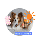 ぱぴぱぴパピヨン71（個別スタンプ：3）