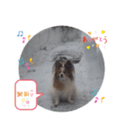ぱぴぱぴパピヨン71（個別スタンプ：5）