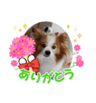 ぱぴぱぴパピヨン71（個別スタンプ：6）
