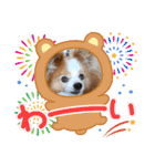 ぱぴぱぴパピヨン71（個別スタンプ：10）