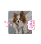 ぱぴぱぴパピヨン71（個別スタンプ：12）