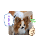 ぱぴぱぴパピヨン71（個別スタンプ：13）