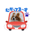ぱぴぱぴパピヨン71（個別スタンプ：18）
