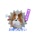 ぱぴぱぴパピヨン71（個別スタンプ：19）