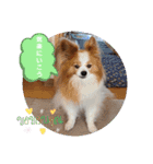 ぱぴぱぴパピヨン71（個別スタンプ：20）