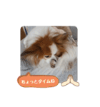 ぱぴぱぴパピヨン71（個別スタンプ：21）