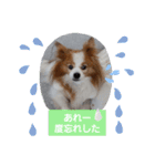 ぱぴぱぴパピヨン71（個別スタンプ：22）