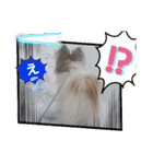 ぱぴぱぴパピヨン71（個別スタンプ：23）