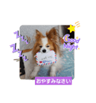 ぱぴぱぴパピヨン71（個別スタンプ：24）