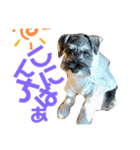 カールくん！ガチャガチャ文字（個別スタンプ：1）