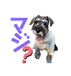 カールくん！ガチャガチャ文字（個別スタンプ：2）