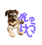カールくん！ガチャガチャ文字（個別スタンプ：4）