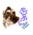 カールくん！ガチャガチャ文字（個別スタンプ：12）