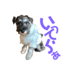 カールくん！ガチャガチャ文字（個別スタンプ：13）