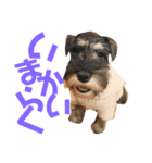 カールくん！ガチャガチャ文字（個別スタンプ：16）